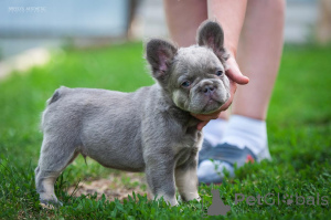 Foto №4. Ich werde verkaufen  in der Stadt Батуми. quotient 	ankündigung - preis - 1169€