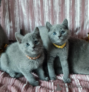 Foto №1. ragdoll-katze - zum Verkauf in der Stadt Regensdorf | 350€ | Ankündigung № 151639