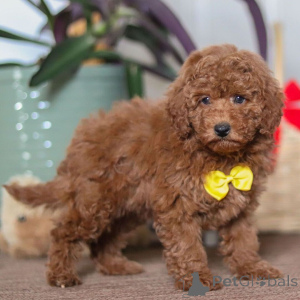 Foto №2 zu Ankündigung № 161022 zu verkaufen zwergpinscher - einkaufen Großbritannien quotient 	ankündigung