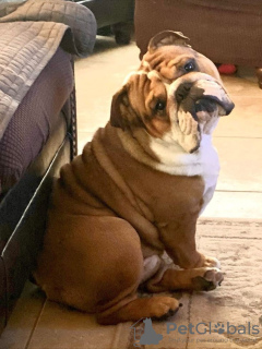 Foto №1. französische bulldogge - zum Verkauf in der Stadt Tucson | 319€ | Ankündigung № 133633