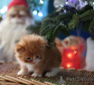 Foto №2 zu Ankündigung № 123465 zu verkaufen maine-coon-katze - einkaufen Deutschland quotient 	ankündigung, züchter