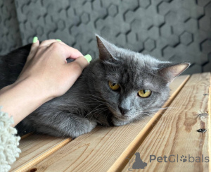 Foto №3. Freunde, auf der Suche nach einem Haus einer Katze Dymka.. Russische Föderation