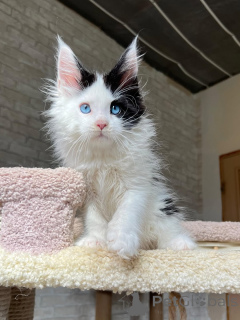 Foto №3. Wir stellen Ihnen Luna vor, unsere verträumte kleine Königin mit einem Herzen,. Deutschland