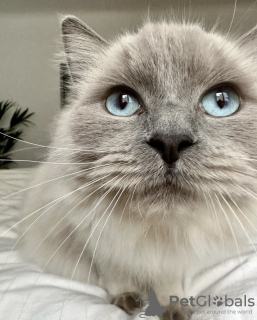 Foto №4. Ich werde verkaufen ragdoll-katze in der Stadt Гамбург. quotient 	ankündigung, züchter - preis - 300€