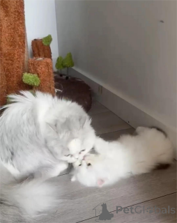 Foto №1. munchkin - zum Verkauf in der Stadt Celle | 350€ | Ankündigung № 153197