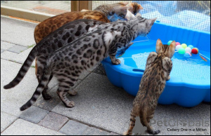 Foto №3. Exotische Leoparden -Bengal -Kätzchen für interessierte Zuhause. Niederlande