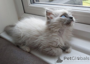 Foto №1. ragdoll-katze - zum Verkauf in der Stadt Bönningstedt | 580€ | Ankündigung № 174813