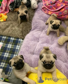 Foto №1. mops - zum Verkauf in der Stadt Helsinki | 450€ | Ankündigung № 161020