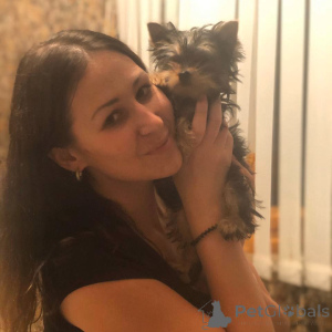 Foto №2 zu Ankündigung № 135234 zu verkaufen yorkshire terrier - einkaufen Deutschland quotient 	ankündigung