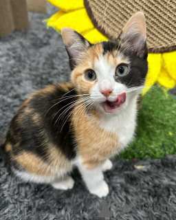 Foto №3. Hauskatzen. Deutschland