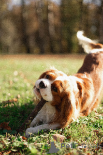 Foto №3. Strickkavalierkönig Charles Spaniel stricken in Weißrussland. Ankündigung № 135172