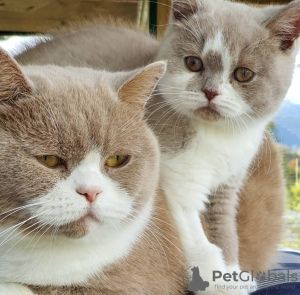 Foto №2 zu Ankündigung № 101751 zu verkaufen burma-katze - einkaufen Deutschland züchter