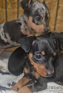 Foto №4. Ich werde verkaufen dackel in der Stadt Portland. züchter - preis - 319€