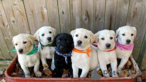 Foto №2 zu Ankündigung № 129982 zu verkaufen labrador retriever - einkaufen Deutschland quotient 	ankündigung