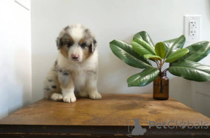 Foto №3. Australian Shepherd-Welpen zur Adoption.. Finnland