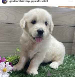 Foto №2 zu Ankündigung № 103625 zu verkaufen golden retriever - einkaufen USA quotient 	ankündigung