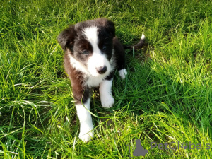 Foto №3. Entzückende Border-Collie-Welpen zur kostenlosen Adoption. Deutschland