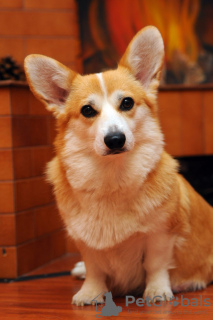 Foto №4. Ich werde verkaufen welsh corgi in der Stadt Ровно. züchter - preis - 1000€