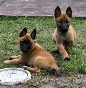 Foto №1. belgischer schäferhund - zum Verkauf in der Stadt Agios Nikolaos | Frei | Ankündigung № 124693