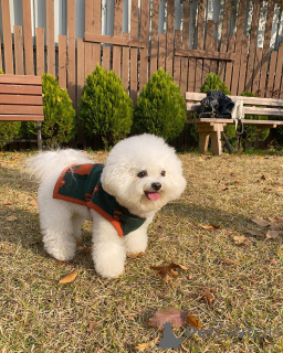 Foto №4. Ich werde verkaufen malteser in der Stadt Berlin. quotient 	ankündigung, aus dem tierheim - preis - 550€