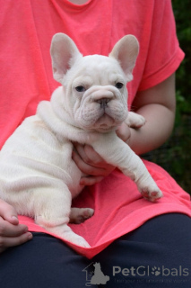 Foto №1. französische bulldogge - zum Verkauf in der Stadt Minsk | 781€ | Ankündigung № 173465