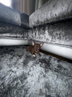Foto №2 zu Ankündigung № 139146 zu verkaufen chihuahua - einkaufen Deutschland quotient 	ankündigung