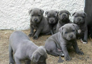 Foto №1. englischer staffordshire-terrier - zum Verkauf in der Stadt Cēsis | verhandelt | Ankündigung № 159997