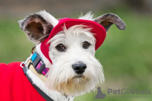 Zusätzliche Fotos: Der charismatische Perchik sucht ein Zuhause und einen Besitzer, einen Hund in