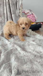 Foto №3. Maltipoo-Welpen zu vermitteln.. Deutschland