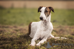 Foto №2 zu Ankündigung № 7468 zu verkaufen greyhound - einkaufen Russische Föderation züchter
