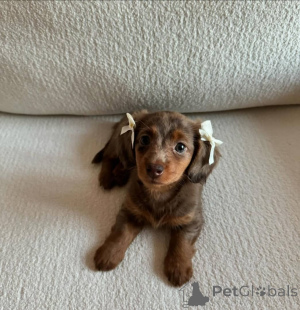 Foto №1. dackel - zum Verkauf in der Stadt Amberg | verhandelt | Ankündigung № 148396