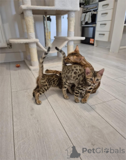 Foto №1. bengal katzenrasse - zum Verkauf in der Stadt Bruil | 350€ | Ankündigung № 153367
