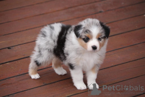 Foto №2 zu Ankündigung № 52295 zu verkaufen australian shepherd - einkaufen Deutschland züchter