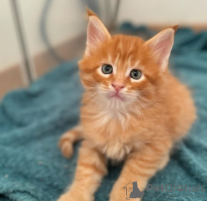 Foto №1. maine-coon-katze - zum Verkauf in der Stadt Dietikon | 400€ | Ankündigung № 116350