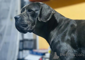 Foto №2 zu Ankündigung № 135431 zu verkaufen cane corso italiano - einkaufen Deutschland quotient 	ankündigung
