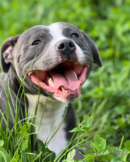 Foto №3. Blaue Schönheit mit Herz, atemberaubender Staffordshire-Bullterrier-Welpe. Frankreich