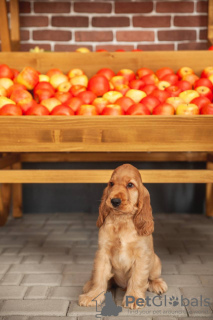 Foto №4. Ich werde verkaufen english cocker spaniel in der Stadt Minsk. vom kindergarten, züchter - preis - 1500€