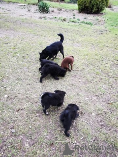 Foto №3. Sweet Spitz mix puppies for sale. Deutschland