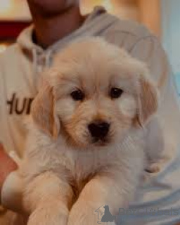 Foto №3. Der Kauf eines Golden Retriever-Welpen. Belgien