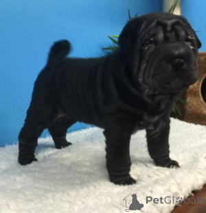 Foto №1. shar-pei - zum Verkauf in der Stadt Dornbirn | 300€ | Ankündigung № 168086