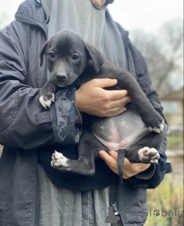 Foto №1.  - zum Verkauf in der Stadt Moskwa | 0€ | Ankündigung № 159074