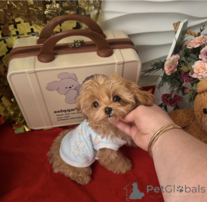 Foto №3. Elite Maltipoo Mini Micro Asia. Weißrussland