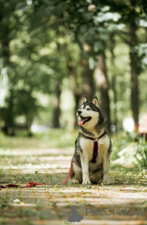 Foto №3. Kanzi sucht ein Haus. In guten Händen.. Russische Föderation
