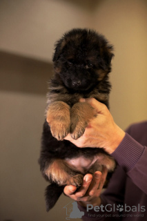 Foto №1. deutscher schäferhund - zum Verkauf in der Stadt Kiew | 500€ | Ankündigung № 127184