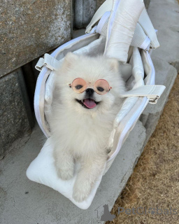 Foto №2 zu Ankündigung № 166384 zu verkaufen pommersche spitz - einkaufen USA züchter