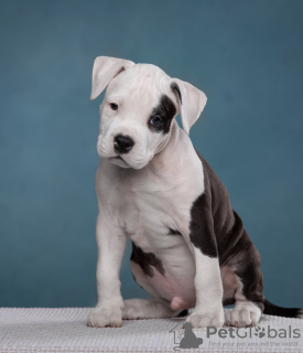 Zusätzliche Fotos: Wunderschöne Amstaff-Welpen warten auf ihre Besitzer, Zwinger Fighter.