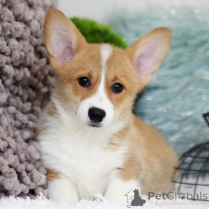 Foto №4. Ich werde verkaufen welsh corgi in der Stadt Entschuldigung.  - preis - 800€