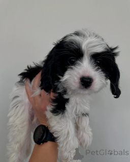 Foto №1. cavalier king charles spaniel - zum Verkauf in der Stadt Tandel | verhandelt | Ankündigung № 158450