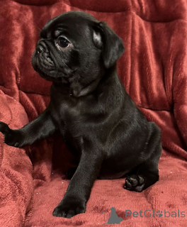 Foto №2 zu Ankündigung № 172075 zu verkaufen mops - einkaufen Frankreich quotient 	ankündigung
