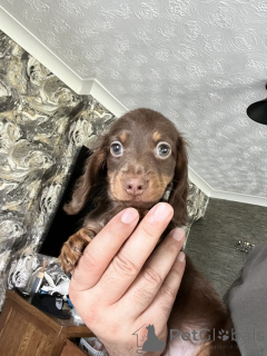 Foto №4. Ich werde verkaufen dackel in der Stadt Bremen. quotient 	ankündigung - preis - 1500€